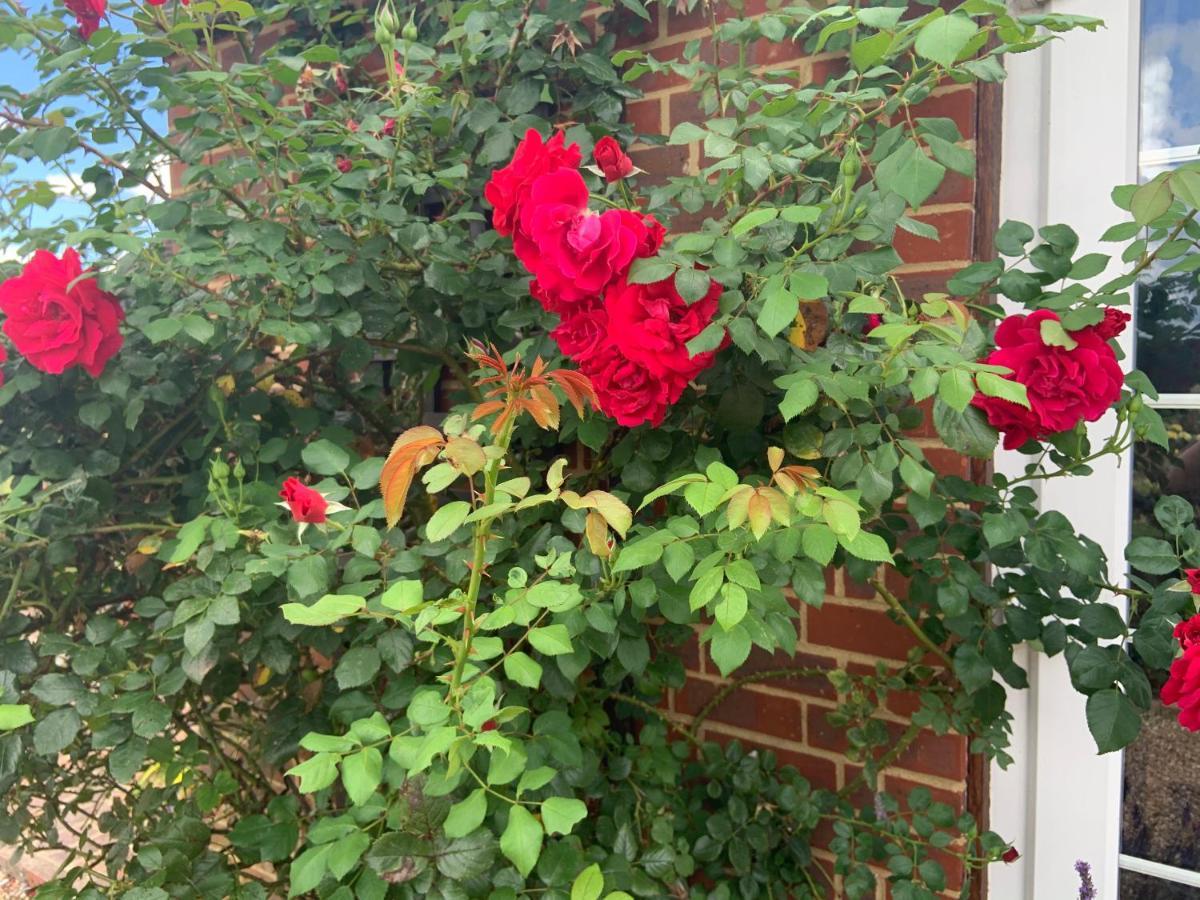 Rose Cottage Rye Exterior photo